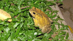 Duttaphrynus melanostictus