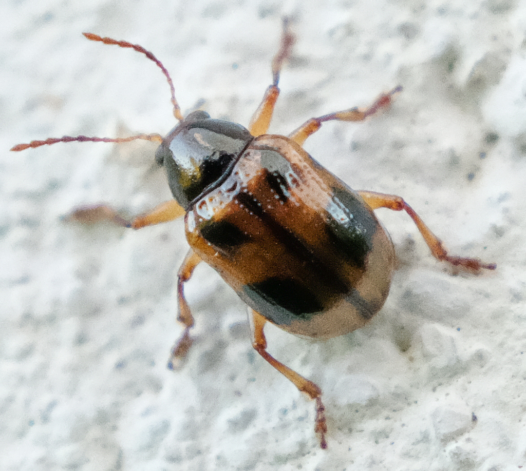 Four-marked Oval Leaf Beetle