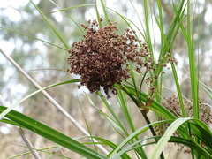 Cladium procerum