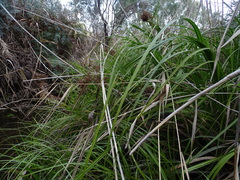 Cladium procerum