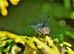Phaeostigma