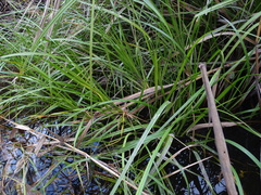 Cladium procerum