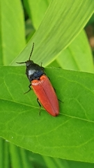 Ampedus sanguineus