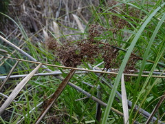 Cladium procerum