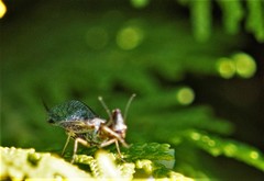 Phaeostigma