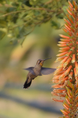 Cynanthus latirostris