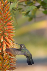 Cynanthus latirostris