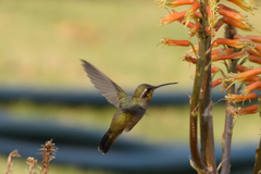 Cynanthus latirostris