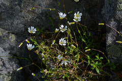 Cerastium alpinum