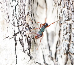 Rhytidoponera aspera