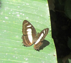 Metamorpha