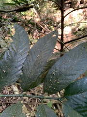Oxyanthus speciosus