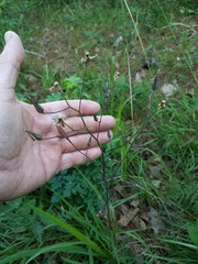 Lactuca hirsuta