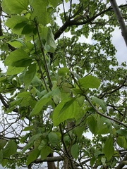 Catalpa