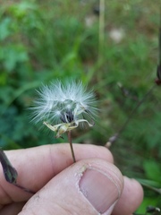 Lactuca hirsuta