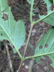 Vangueria bowkeri