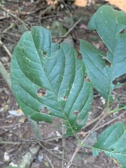 Vangueria bowkeri
