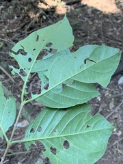 Vangueria bowkeri