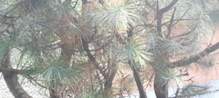 Pinus maximartinezii