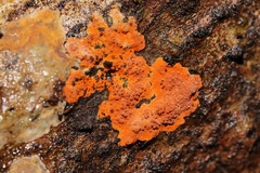 Hypoxylon crocopeplum