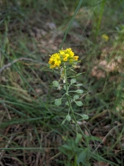 Alyssum montanum gmelinii
