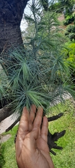 Pinus maximartinezii