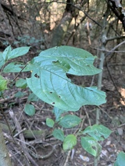 Vangueria bowkeri