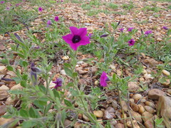Petunia integrifolia