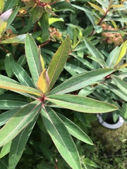 Euphorbia griffithii
