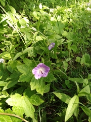 Geranium platyanthum