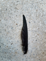 Hirundo rustica