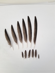 Hirundo rustica