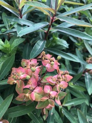 Euphorbia griffithii