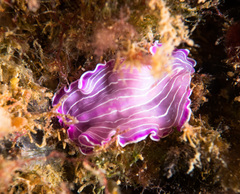 Prostheceraeus roseus