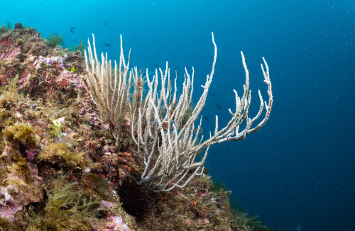 Eunicella singularis (Esper, 1791)