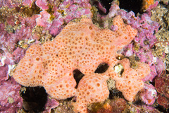 Hemimycale columella