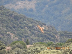 Milvus migrans migrans
