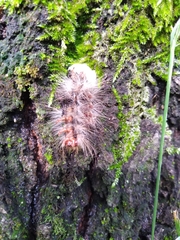 Thaumetopoea processionea