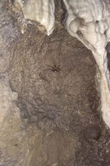 Heteropoda strasseni