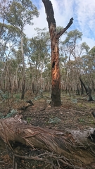 Eucalyptus dalrympleana