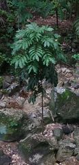Pometia pinnata