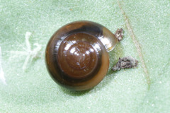 Gastropoda