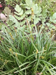 Carex muricata pairae