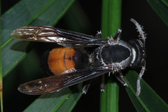 Vespa affinis