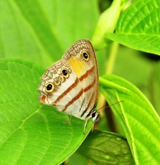 Cissia