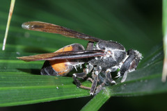 Vespa affinis