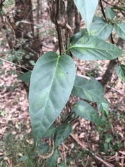 Parsonsia purpurascens