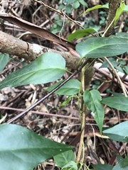 Parsonsia purpurascens