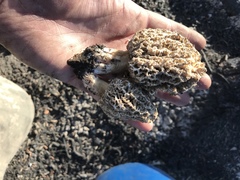 Morchella tomentosa