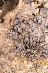 Dermatocarpon intestiniforme